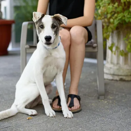 酒店 卡尔皮索酒店 3*